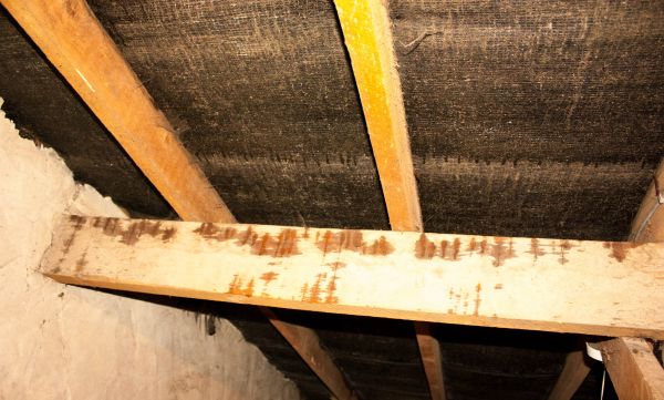 Professional Attic Water Damage Repair